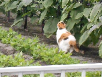 6月29日（84）仮