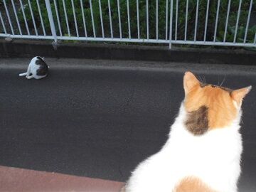 7月30日（13）仮