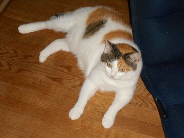 7月31日（51）仮