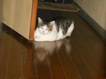 7月15日（15）仮