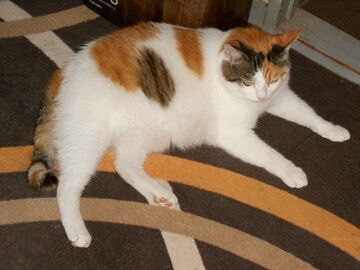 7月19日（31）仮