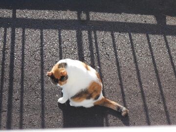 9月11日（6-5）仮