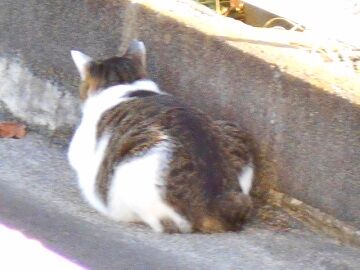 12月20日（4）仮