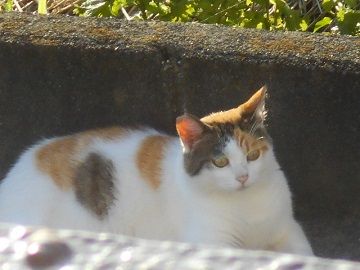 7月2日(6)仮
