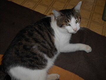 8月10日（16）仮