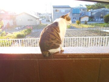 5月15日（27）仮