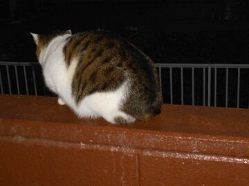 12月12日（1）仮