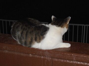 8月28日（141）仮