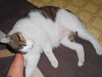 5月24日（34）仮