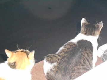 8月30日（24）仮