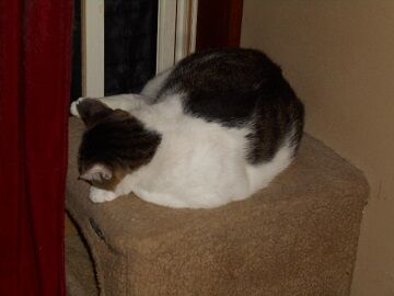 9月11日（22-1）仮