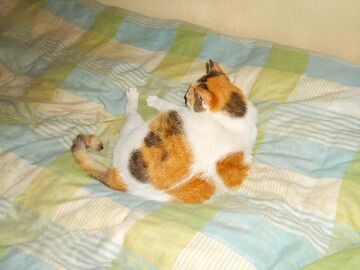 6月18日（66）仮