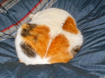 12月13日（12）仮