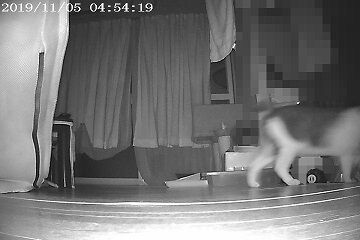 11月5日（21）仮