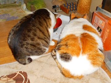 3月30日（1）使用