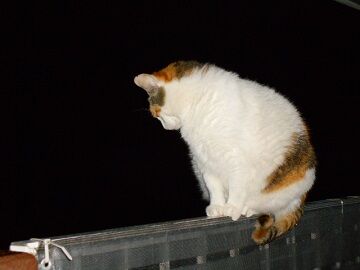 6月12日（36）仮