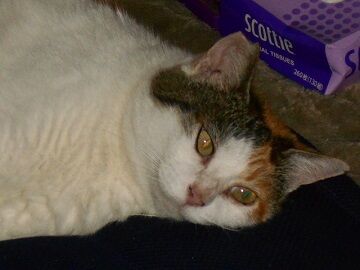 8月14日（31）仮