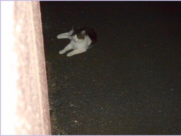 8月17日（22）仮