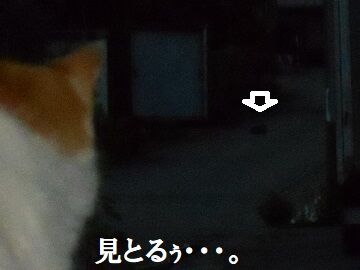 7月18日(44)仮