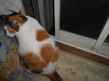 7月26日（61）仮