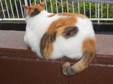 8月28日（16）仮