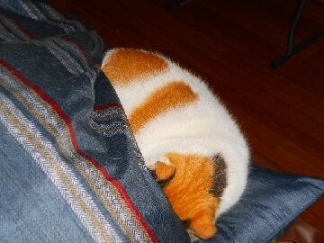 12月31日（3）仮