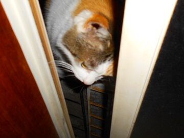 3月29日（41）仮