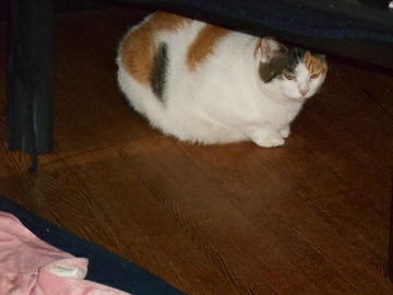 9月10日（26）仮