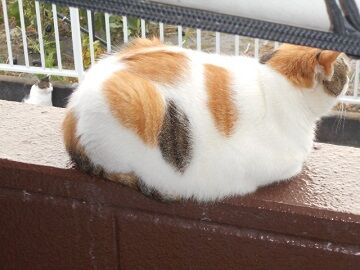 10月2日（37）仮