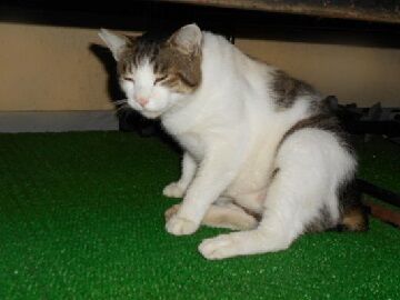 6月26日（15）仮