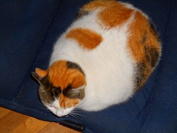 12月2日（19）仮