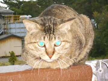 5月28日（41）仮