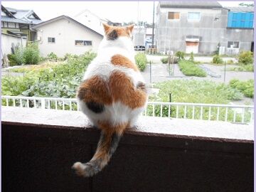 7月31日（43）仮