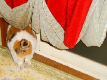 3月24日（35）仮