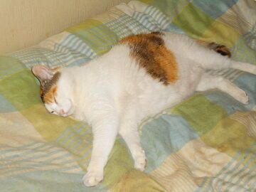 6月27日（15）仮