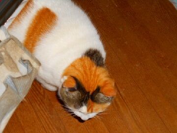 11月30日（4）仮