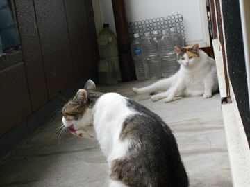 6月23日(16)仮