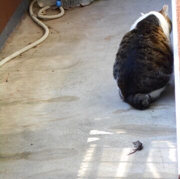 4月10日（15）仮