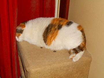 5月18日（105）仮