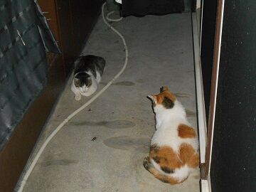 7月10日（53）仮