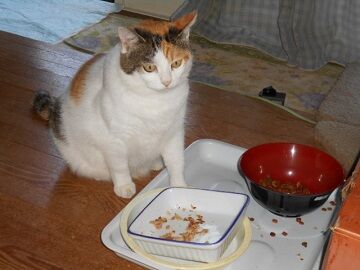 10月4日（54）仮