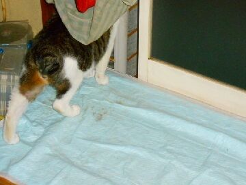 12月2日（50）仮