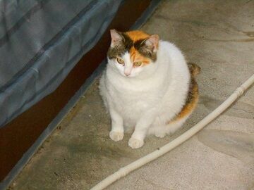 5月30日（34）仮