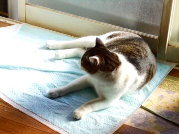 11月19日（1）仮