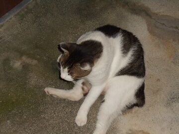 8月18日（35）仮