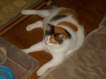 8月17日（14）仮