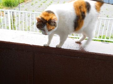 5月26日（25）仮