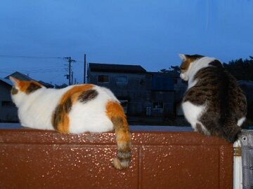 10月20日（15）仮