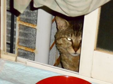 5月13日（52）仮