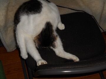 7月24日（10）仮